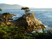 The Lone Cyprus, Monterey, CA