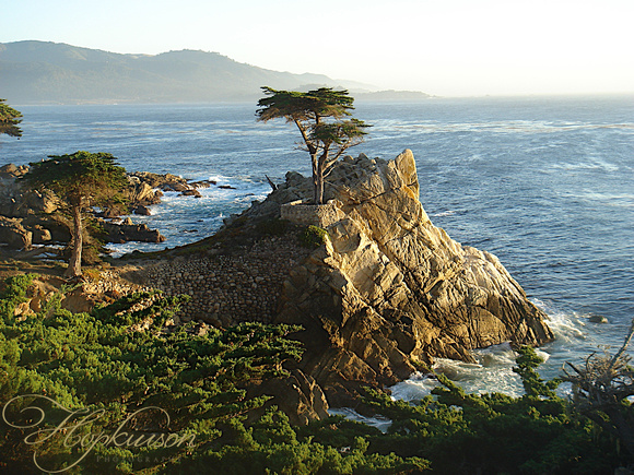 The Lone Cyprus, Monterey, CA