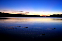 Ducks glide past on Big Bear Lake, CA